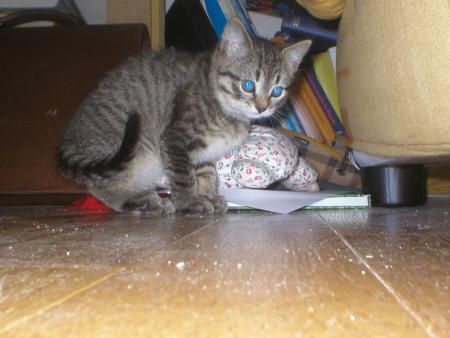 Mon chat